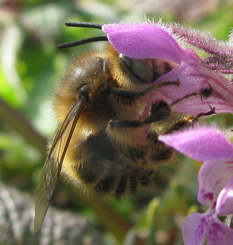 Anthophora sp.